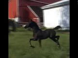 Silver - 2008  Black Saddlebred Filly at 1 month old