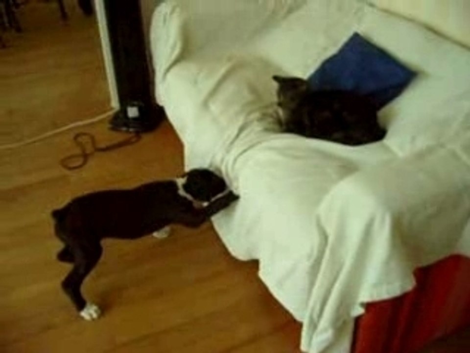 cally et le chat !