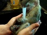 KING KONG GREEN GUENON MONKEY TAKES A BATH