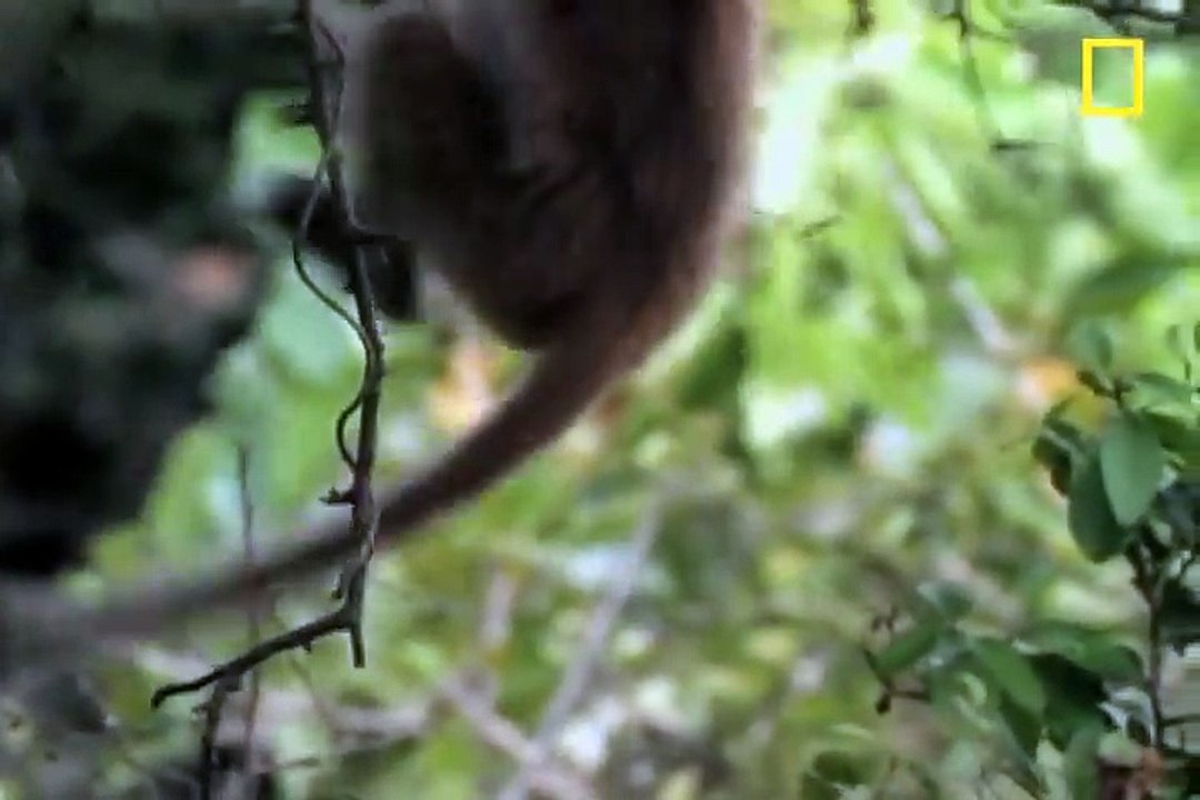 Drunk Monkeys