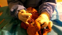 Fetal Pig Dissection BIO 166 Section I5