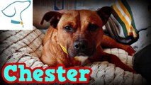 Chester: Lucas County Canine Care and Control