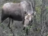 Moose Encounter, Denali National Park, Alaska