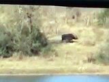 Lion vs buffalo animals hunting prey compilation