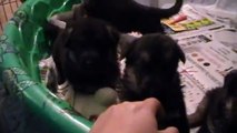 Vom Barron's Pride GSD of Florida puppies for sale 8-6-2012 4 wks old playing