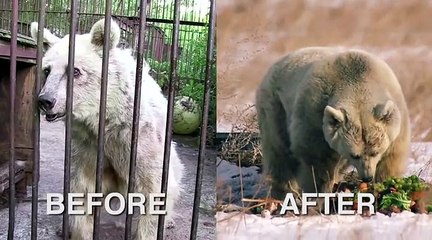 Bear who spend 30 years in a cage recovers in a sanctuary
