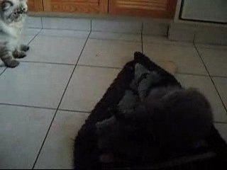 Cookie Soleil et Berny