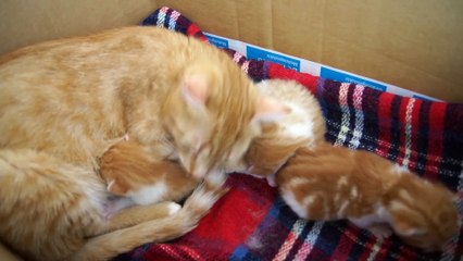 Mama Cat Talks to her Baby Kittens  Funny movies 2016