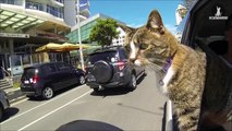 Un chat acrobate tellement bien dressé - Cats Amazing Trick Compilation