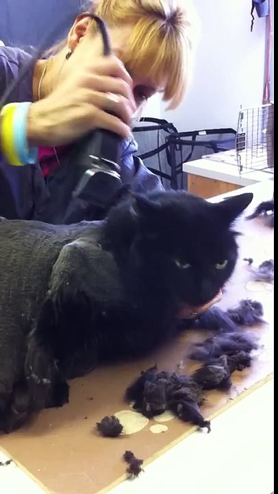 Amber gets summer cut