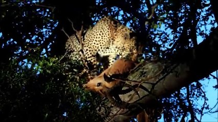 Leopards of Tintswalo. Beacon male on an impala kill.