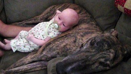 Panting Dog Rocks Baby To Sleep