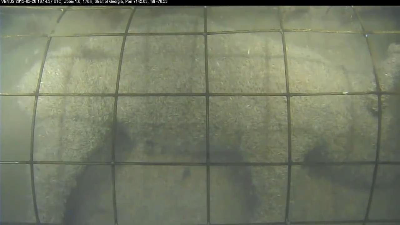 Caged pig forensic experiment in the ocean