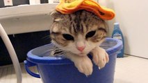 バケツでおふろ HD   Kitten relaxing in a comfy warm bucket-bath