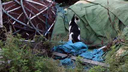 海辺を歩くネコの親子 Seaside kitten and mother cat (HD) (2)