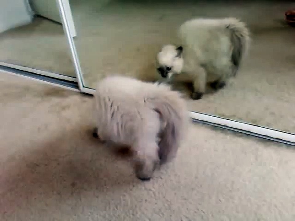 Ragdoll Kitten Goes Crazy by Own Reflection