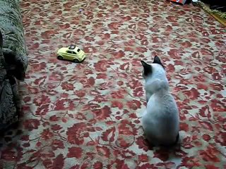 Kitten Jumps (The Poor Cat Was Scared)