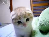 Little Scottish Fold kitten