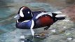 Harlequin Duck Diving Ducks