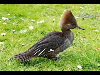 Hooded Merganser Diving Ducks