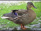 Mallard Dabbling Ducks