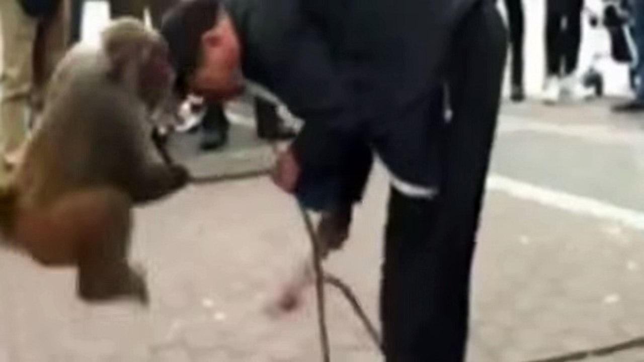 Monkey's Revenge- Cheeky primate pulls down man's pants during street performance in China