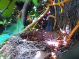 Mirlo común (Turdus merula) en el nido, hembra anillada