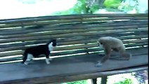 Un singe joue au pote relou avec un Chat