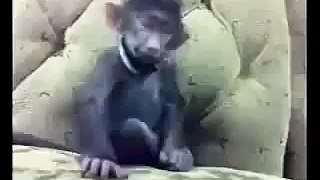funny monkey