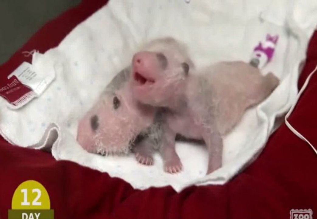 Les 100 premiers jours de deux bébés panda