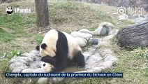 Adorable : ce bébé panda refuse de prendre son bain !