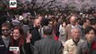 Raw: Thousands Visit Cherry Blossoms in Tokyo