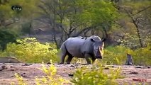 سبحان الله  ‫‏شاهد‬ ..أقوى مواجهة بين وحيد القرن و زمرة من الأسود انتهت بمشهد غير متوقع