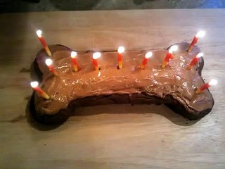 Wallace the Pit Bull Celebrates his 11th Birthday