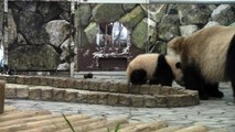 #5-14 Panda Cub Yuhin at Wakayama, Japan