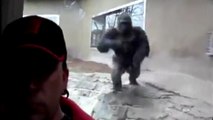 Ce gorille percute la vitre de son enclos en essayant d'attaquer un visiteur !