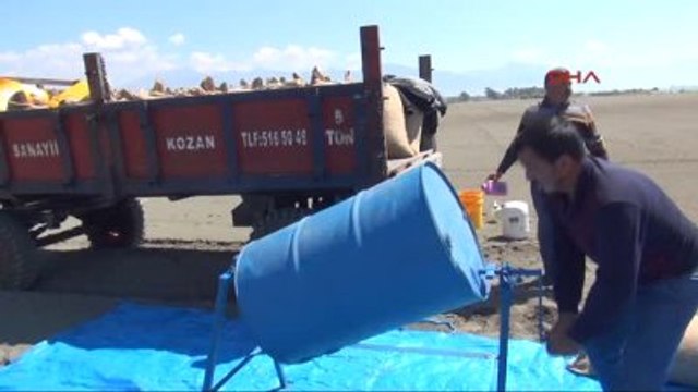 Osmaniye Sezonun İlk Yer Fıstığı Tohumu Toprakla Buluştu