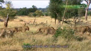 Discovery channel animals documentaries - The Lion Army - Nature documentary 2016 Animal p