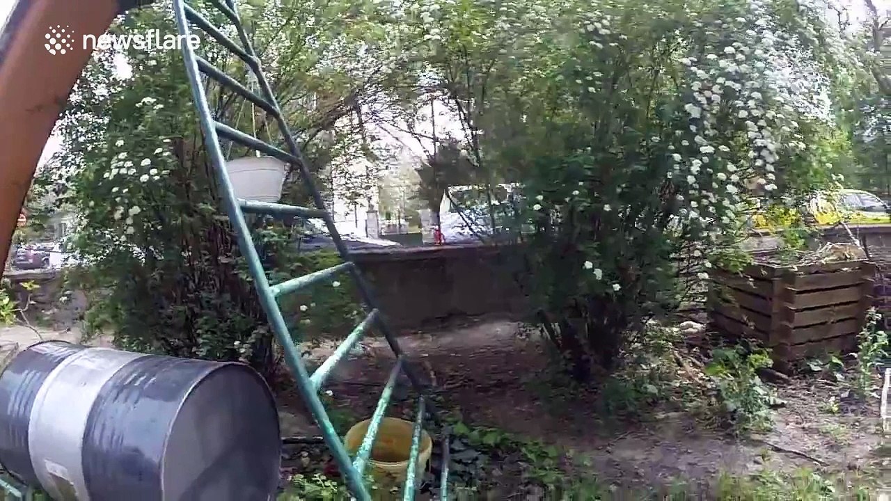 Dog climbs ladder so it can have a go on a slide