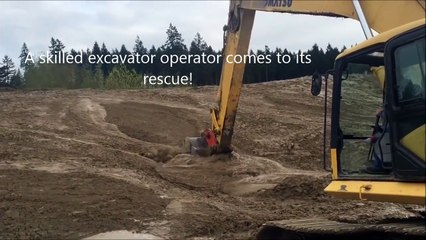 Une pelleteuse vient à la rescousse d'un faon prisonnier de la boue