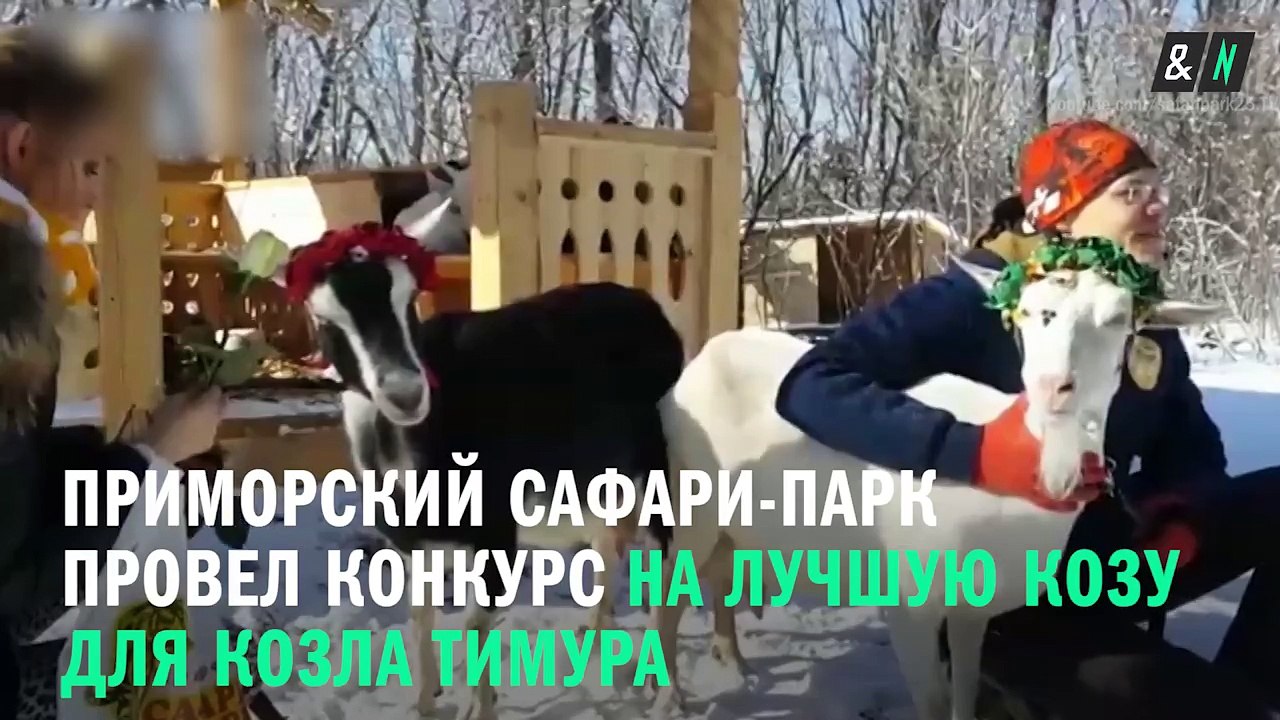 Козел Тимур предпочел невестам тигра Амура