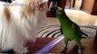 Funny Parrots Annoying Cats Compilation -- NEW HD - YouTube