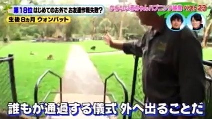 かわいい赤ちゃん大集合!どうぶつBANG  2016年4月1日　160401 PARRT 1/2