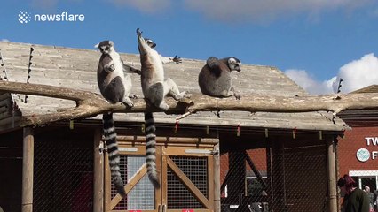 There's something funny about the way lemurs sunbathe