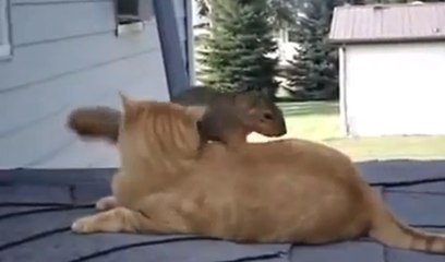 Cet écureuil veut absolument se lier d'amitié avec un chat