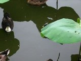 Canards du lac de Mougins