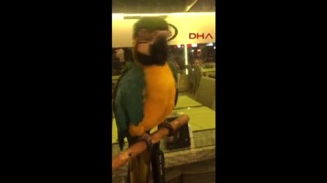 Antalya 8. Cumhurbaşkanı Özal'ın Papağanı 'Cabbar' Çalındı