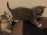 Two cute adorable kittens playing, fighting, and sleeping