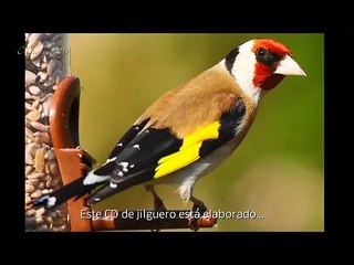 Maşallah muhteşem saka sesi ( Sanki Biber Sürmüşler )