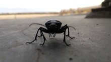 Slow Motion Beetle